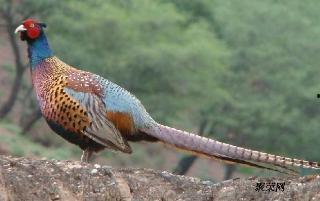 国产野鸡视频在线观看,在线观看背后的真相与警示